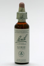 gorse 20 ml (Bach Flower Remedies)