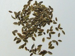 dill seed, organic