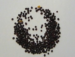 brown mustard seed, organic, (whole)