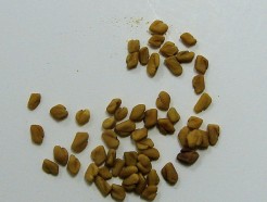 fenugreek seed, organic