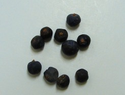 juniper berries, organic