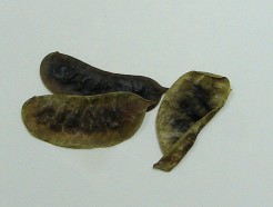senna leaf pods